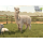 PlayStation Farming Simulator 25: Beans & Alpacas Edition - 1581122 - zdjęcie 3